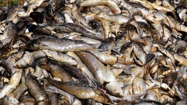 Nestlé responsable de la mort de trois tonnes de poissons dans les Ardennes