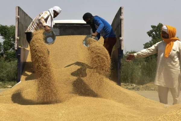 L'Inde limite les exportations de blé : vers une aggravation des tensions alimentaires mondiales ?